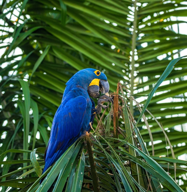 Hyacinth Macaw está sentado em uma palmeira e comendo nozes