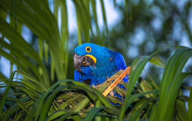 Hyacinth macaw está sentado em uma palmeira