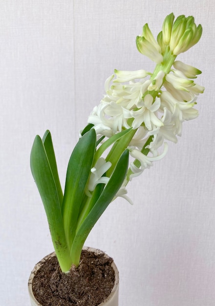 Foto hyacinthus orientali branco em vaso