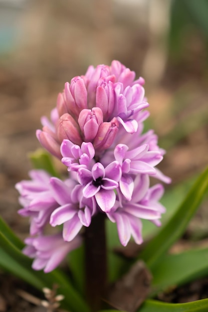 Hyacinthus orientalis Blume auf einem abstrakten Hintergrund Rosa Carnegie-Hyazinthe Hallo Frühling