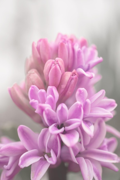 Hyacinthus orientalis flor sobre un fondo abstracto Carnegie jacinto Hola Primavera