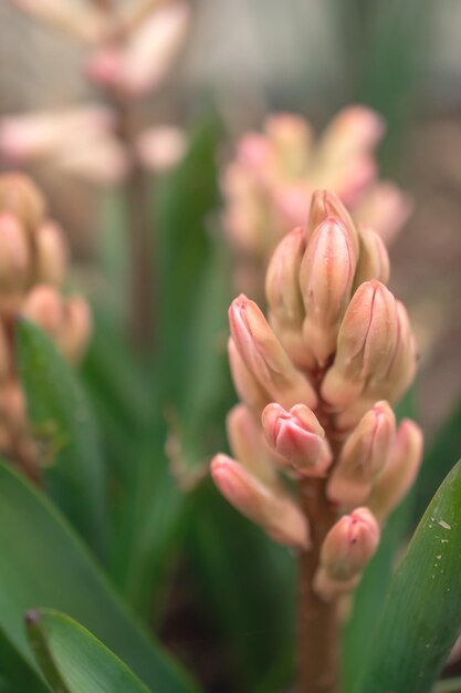 Hyacinthus orientalis flor sobre un fondo abstracto rosa jacinto Carnegie Hola primavera