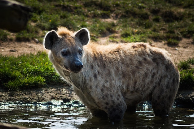 Foto hyäne, die im teich wegschaut