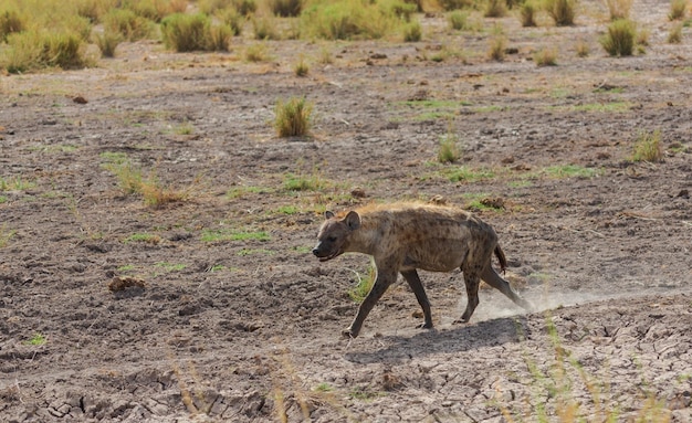Hyäne, die in Savanne geht. Amboseli-Nationalpark. Kenia