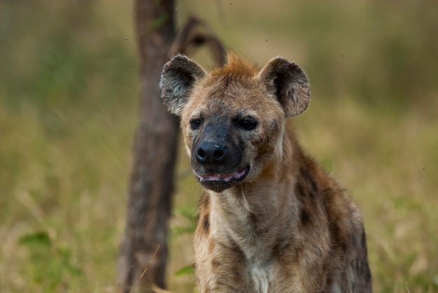 Hyäne, die Krüger-Nationalpark Südafrika isst