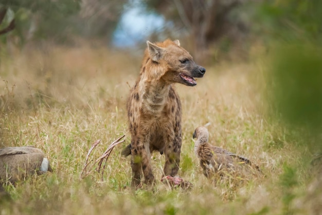 Hyäne, die Krüger-Nationalpark Südafrika isst