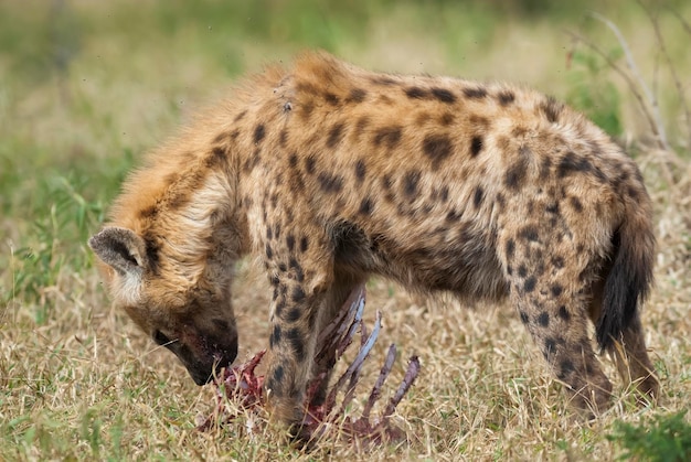 Hyäne, die Krüger-Nationalpark Südafrika isst