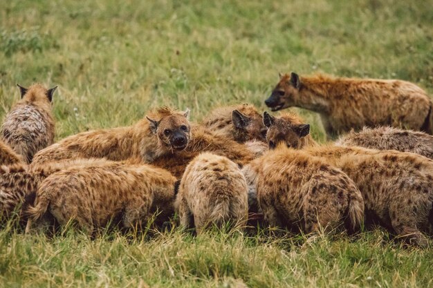 Hyänen auf einem Feld