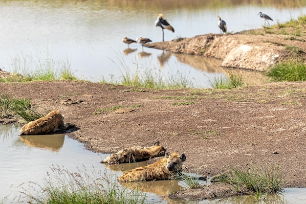 Hyänen, die um das Wasserloch liegen