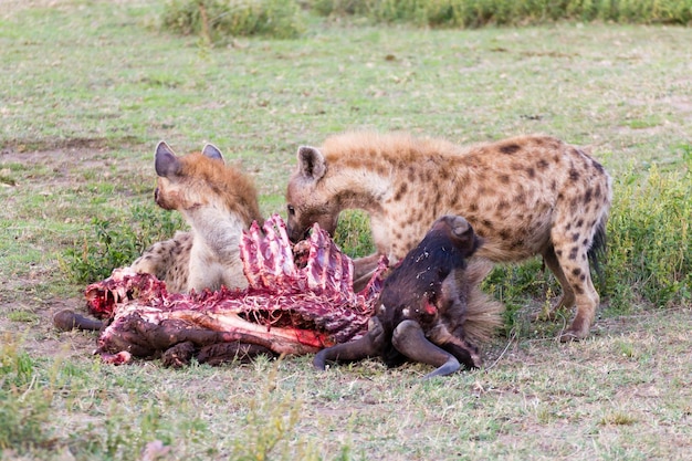 Hyänen essen Gnus Serengeti Nationalpark Afrika