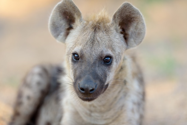 Foto hyänenwelpe in der wildnis