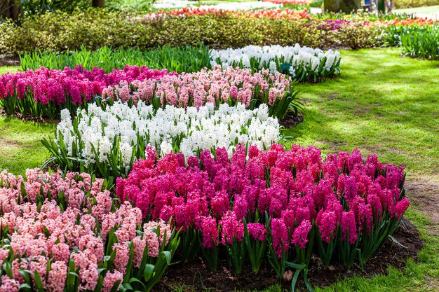 Hyazinthe blüht Nahaufnahme im Garten