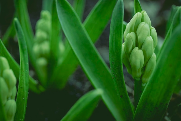 Hyazinthen-Setzlinge im Gewächshaus Blumen zum Pflanzen Warten auf den Frühling