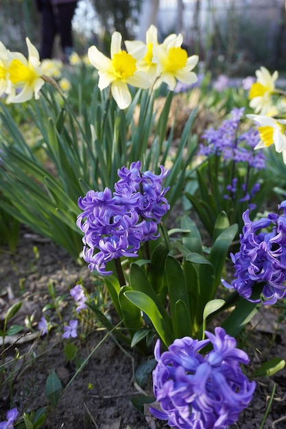 Hyazinthen traditionelle Osterblume Nahaufnahme Makrofoto