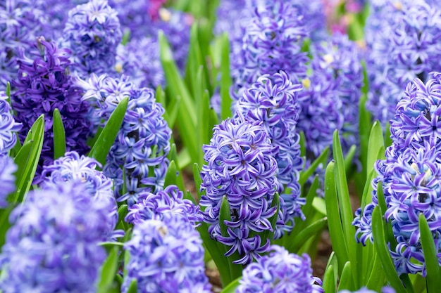 Foto hyazinthenblume im garten. makro der purpurroten jahreszeit der hyazinthenblumenwiese im frühjahr.