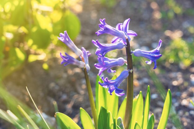 Hyazinthenblume im sonnigen Garten