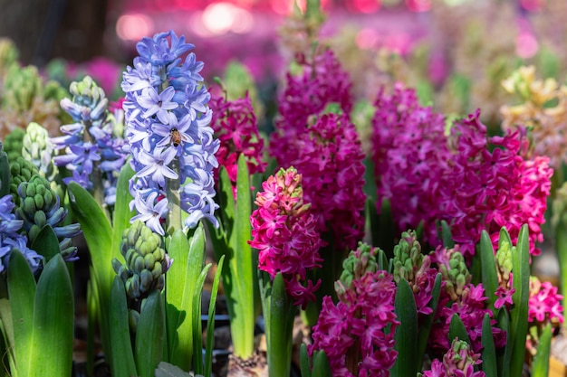 Hyazinthenblumen im Garten