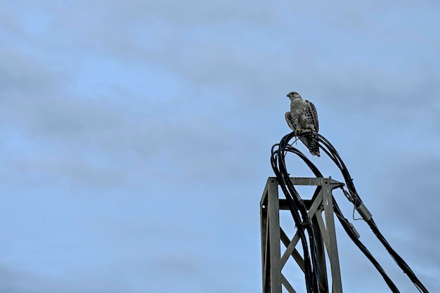 Hybrid Gyrfalcon mit Sacre eine Freude für Falkner