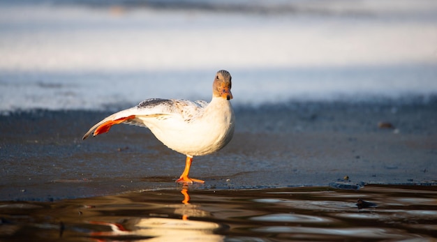 Hybride Albino-Stockente, Anas platyrhynchos, watschelt im Winter auf gefrorenen und schneebedeckten Feuchtgebieten