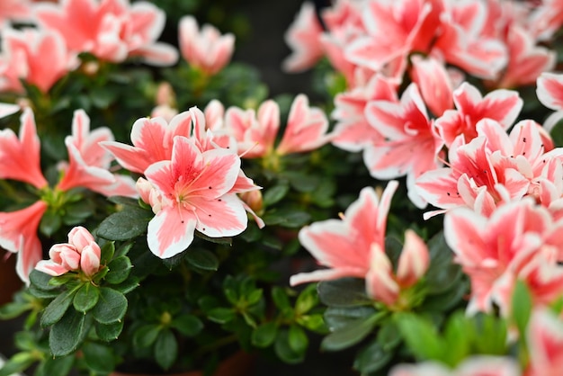 Hybride Azalee Rhododendron hybridum im Blumenladen