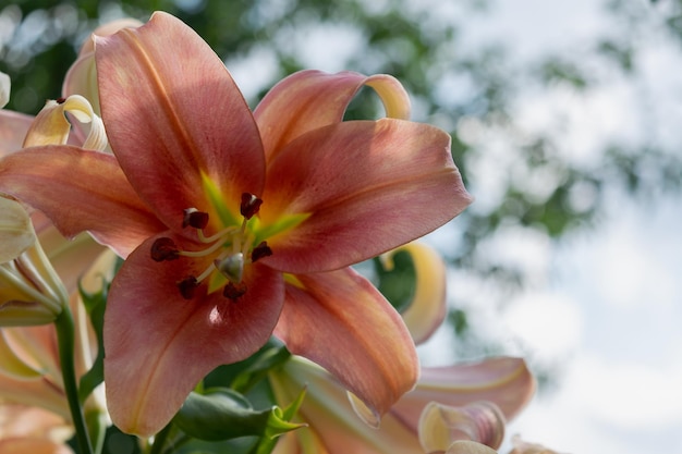 Hybride Blumen von Lilien im Sommergarten. Natürlicher Blumenhintergrund. Horizontales Foto.