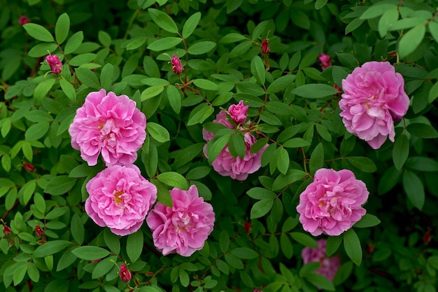 Hybride Teerose im englischen Garten Eine wunderschöne mittelrosa Rose mit mittlerem Duft