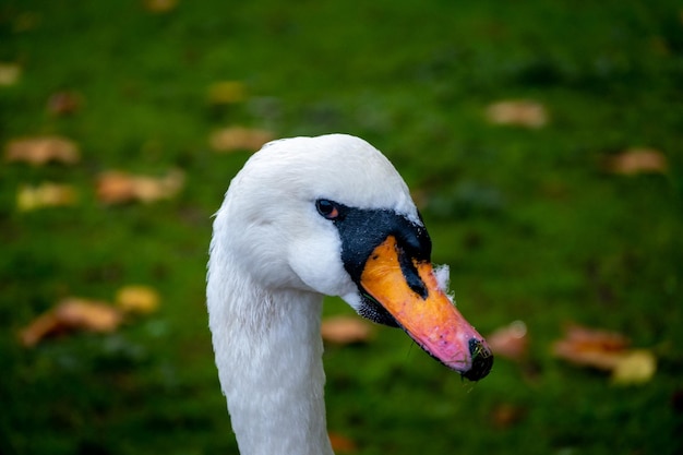 Hyde park london vulgar swan también llamado mudo o cisne blanco Reino Unido