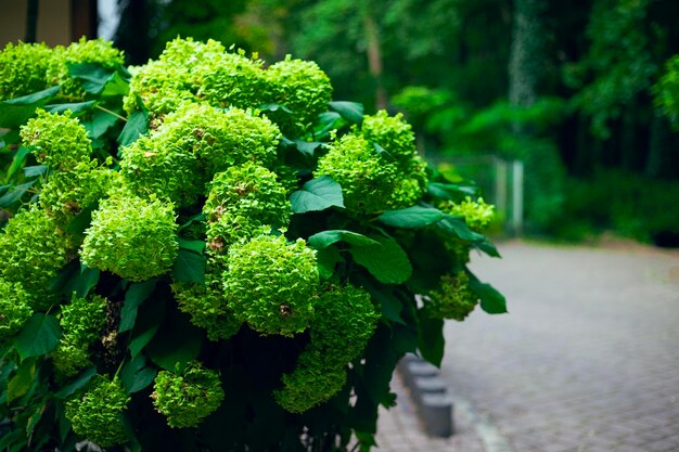 Hydrangea arborescens wächst und blüht im Herbst im Park