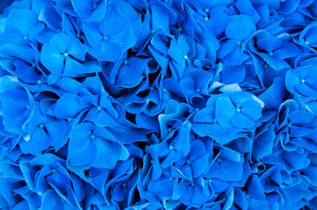 Hydrangea blaue Blume Nahaufnahme schöne weiche Farben Hortensia Kunstdesign Schönheit tiefblaue Farbe