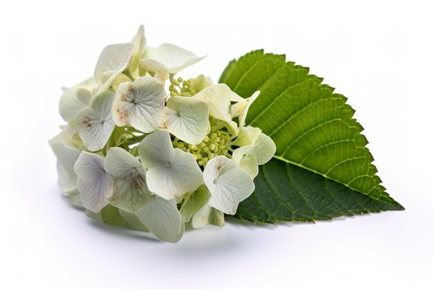 Hydrangea Blossom Weltfrauentag significa Día Internacional de la Mujer aislado sobre fondo blanco generar ai