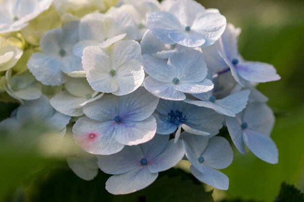 Hydrangea-Blütenblätter Gelb und Blau blühen wunderschön.