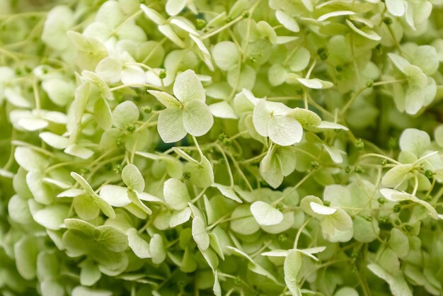 Hydrangea-Blütenstand mit vielen kleinen Blumen in der Nähe