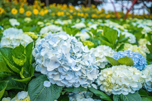 Hydrangea Blumen blühen im Da Lat Garten Dies ist ein Ort, um den ökologischen Touristengarten zu besuchen, der andere Touristen in das Hochland lockt Vietnam Natur- und Reisekonzept Selektiver Fokus