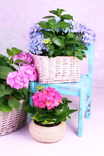 Hydrangea en cestas en la habitación en gris