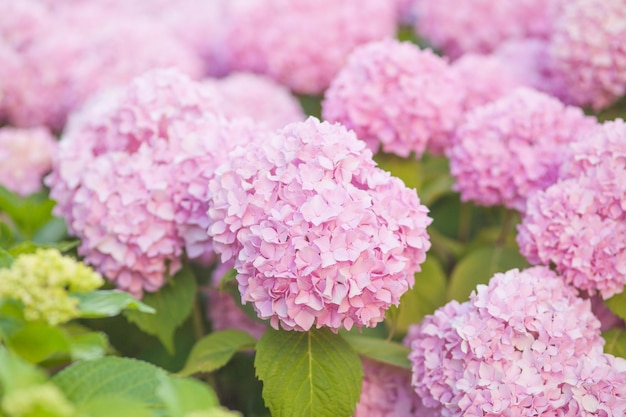 Hydrangea es flores rosas que florecen en primavera y verano al atardecer en el jardín de la ciudad.