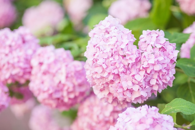 Hydrangea es flores rosas que florecen en primavera.