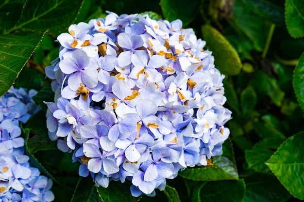 Hydrangea flor violeta brillante en el jardín
