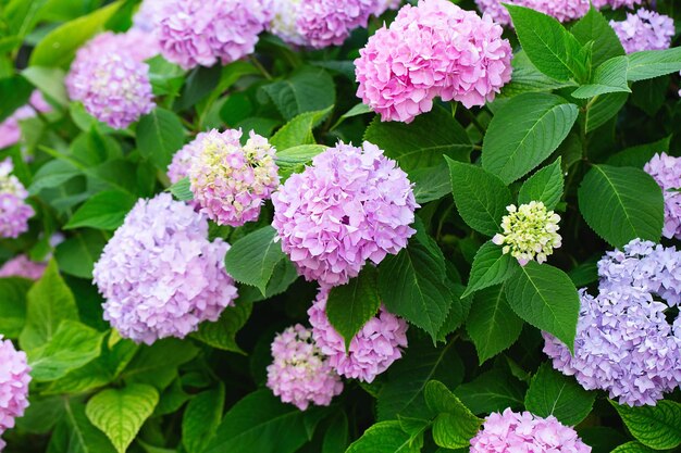 Foto hydrangea-garten hydrangea-blüten hydrangea-makrophylla wunderschöner busch in einem stadtgarten hydrangea blüht im frühling und sommer blumenhintergrund