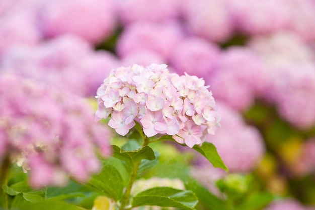 Hydrangea ist rosa Blumen blühen im Frühling und Sommer bei Sonnenuntergang im Stadtgarten.