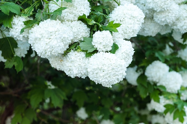 Hydrangea-Knospen-Nahaufnahme im Freien im Sommer