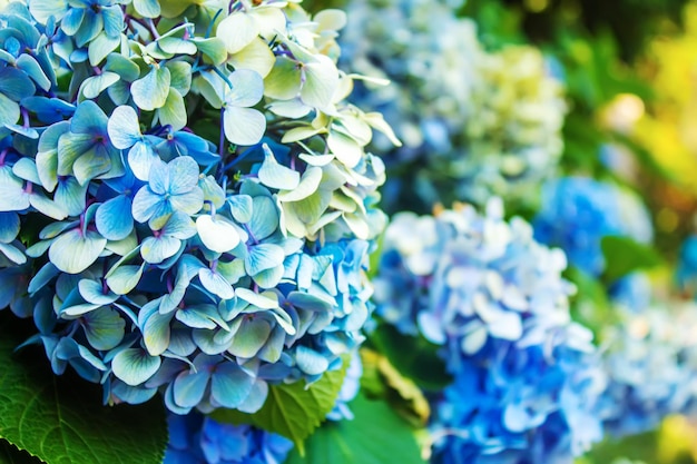 Hydrangea Largeleaved Blue Garden Französischer wildwachsender Strauch selektiver Fokus