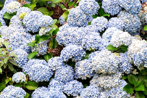 Hydrangea macrophylla, Fondo de textura de planta de Hortensia.