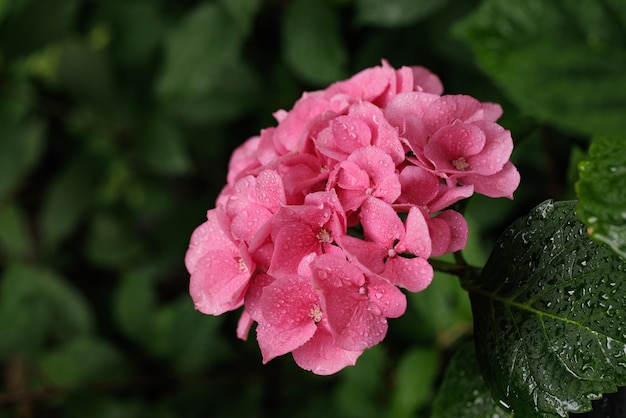 Hydrangea macrophylla großblättrige rosa Hortensie Nahaufnahme mit Tautropfen