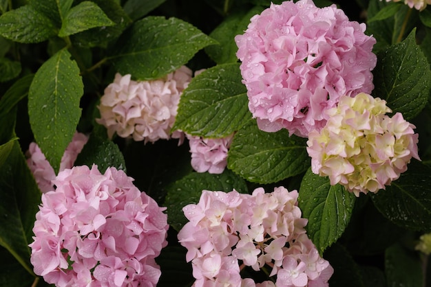 Hydrangea macrophylla großblättrige rosa Hortensie Nahaufnahme mit Tautropfen