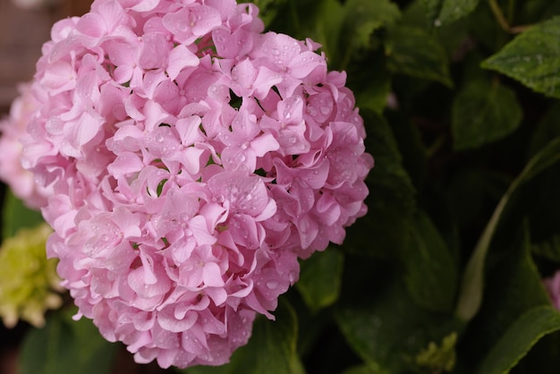 Hydrangea macrophylla großblättrige rosa Hortensie Nahaufnahme mit Tautropfen