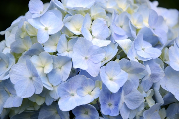 Hydrangea macrophylla im Garten