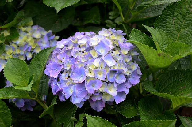 Hydrangea macrophylla im Garten