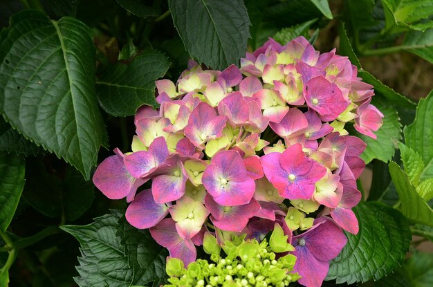 Hydrangea macrophylla im Garten