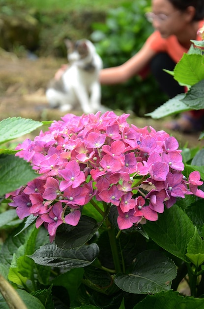 Hydrangea macrophylla im Garten