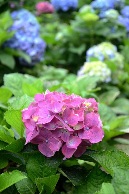 Hydrangea macrophylla en el jardín